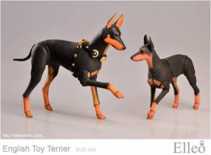 English_Toy_Terrier_98