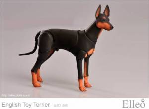 English_Toy_Terrier_99