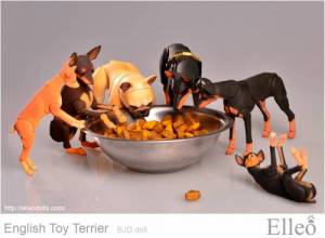 English_Toy_Terrier_94