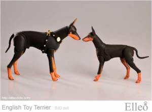 English_Toy_Terrier_96