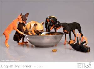 English_Toy_Terrier_95