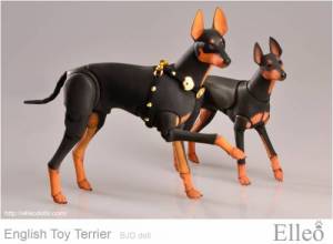 English_Toy_Terrier_97