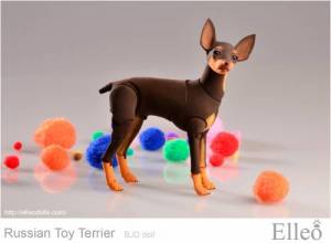 Russian_Toy_Terrier_87