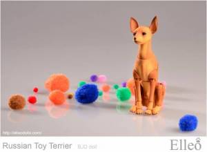 Russian_Toy_Terrier_86