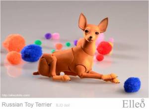 Russian_Toy_Terrier_85