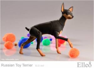 Russian_Toy_Terrier_84