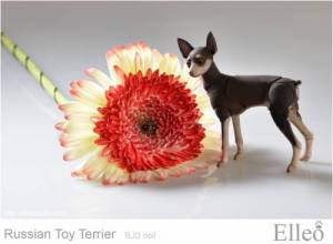 Russian_Toy_Terrier_81