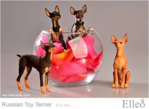 Russian_Toy_Terrier_93