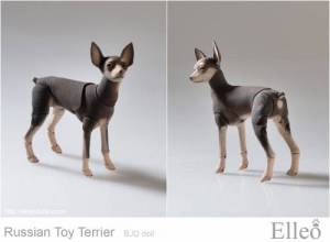 Russian_Toy_Terrier_80