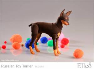 Russian_Toy_Terrier_88