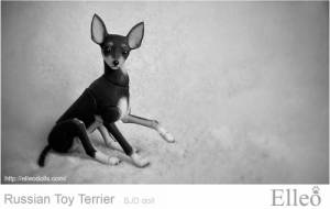 Russian_Toy_Terrier_65
