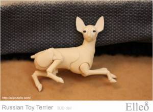 Russian_Toy_Terrier_69