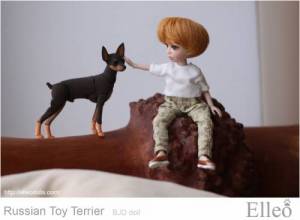 Russian_Toy_Terrier_78