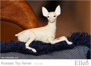 Russian_Toy_Terrier_68