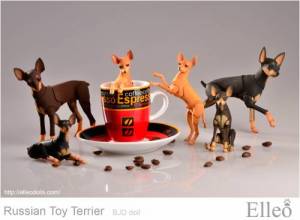 Russian_Toy_Terrier_89