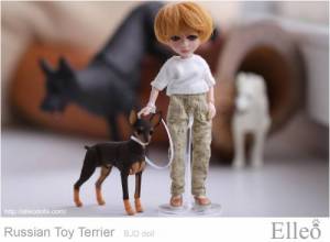 Russian_Toy_Terrier_77