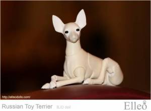 Russian_Toy_Terrier_75