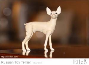 Russian_Toy_Terrier_67