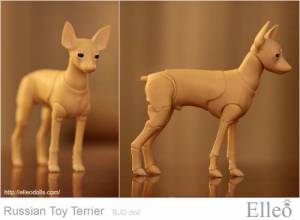 Russian_Toy_Terrier_66