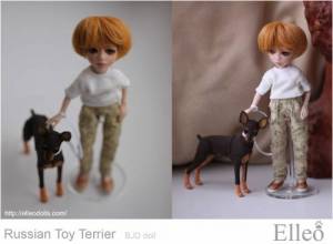 Russian_Toy_Terrier_79