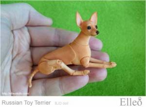 Russian_Toy_Terrier_76