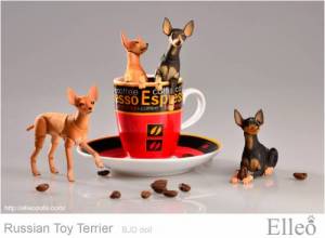 Russian_Toy_Terrier_91