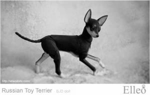 Russian_Toy_Terrier_64