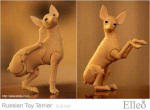 Russian_Toy_Terrier_72