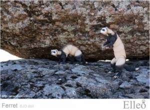 ferret_bjd_doll_49