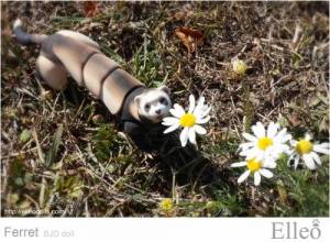 ferret_bjd_doll_45