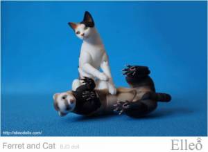 ferret_cat_04