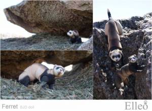 ferret_bjd_doll_57