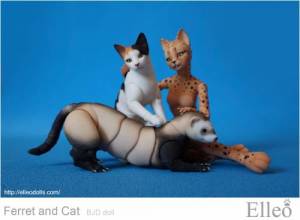 ferret_cat_06