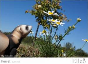 ferret_bjd_doll_44