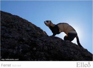 ferret_bjd_doll_48