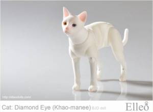 khao-manee_cat_bjd_74