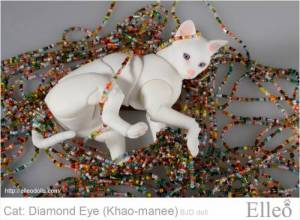 khao-manee_cat_bjd_75