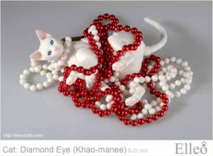 khao-manee_cat_bjd_79
