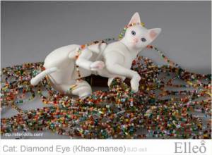khao-manee_cat_bjd_76
