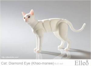 khao-manee_cat_bjd_73