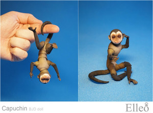 Capuchin_bjd_doll_elleo_04