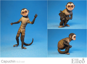Capuchin_bjd_doll_elleo_03
