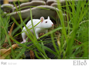 Rat_bjd_doll_04